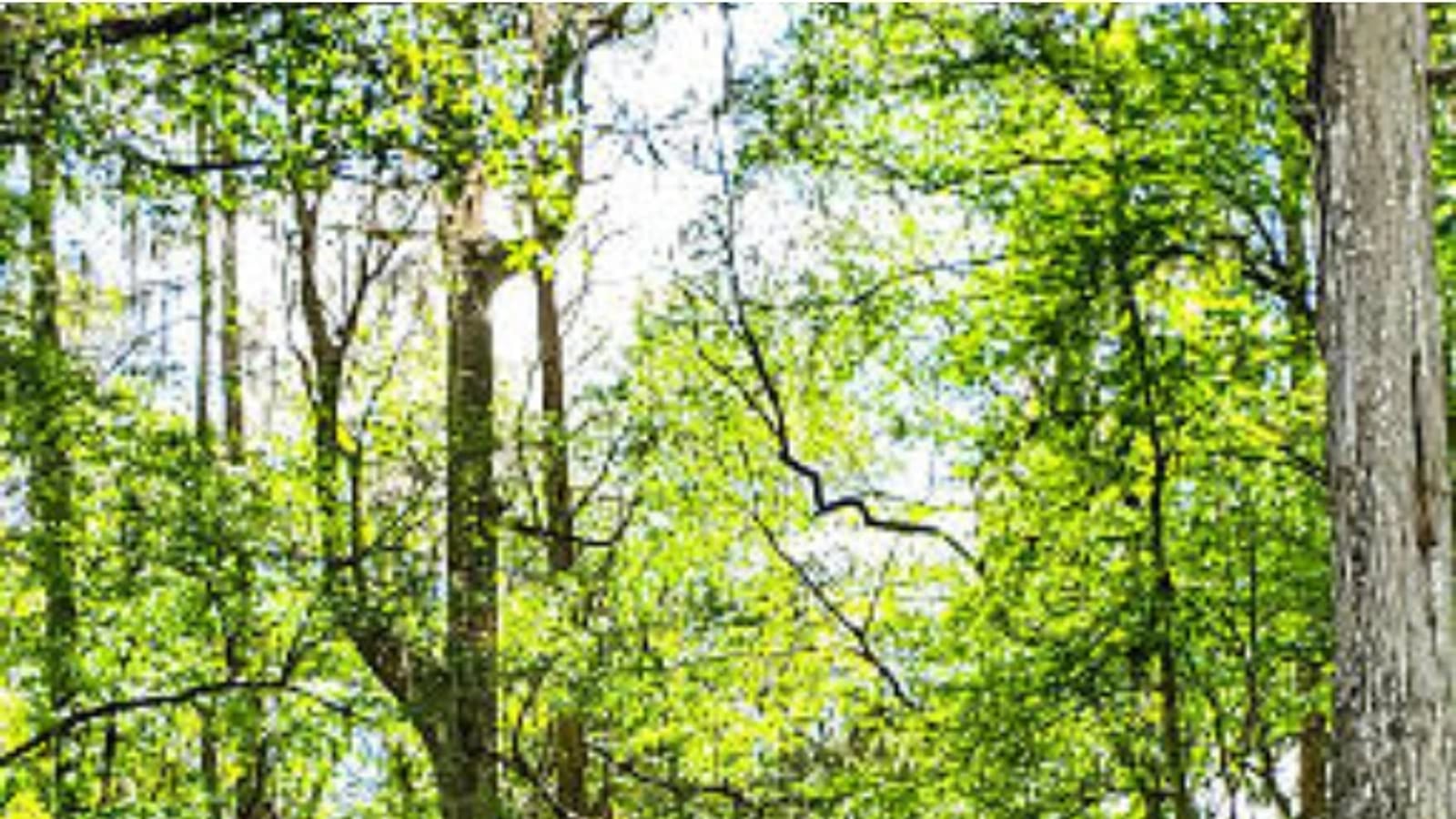 Private Investigator in Ocala, Florida — Emerging Investigations